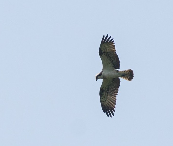 Visarend (Rijnstreek). Foto van Mark Bos.